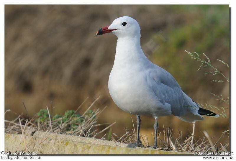 Goéland d'Audouinadulte internuptial, identification