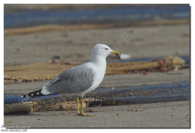 Yellow-legged Gulladult post breeding, identification