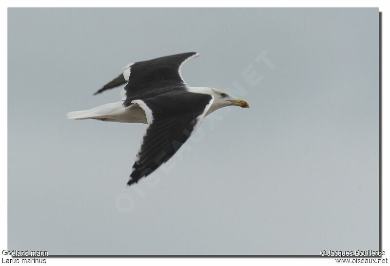 Great Black-backed Gulladult