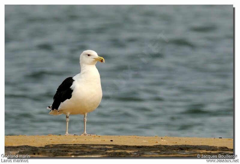 Great Black-backed Gulladult breeding