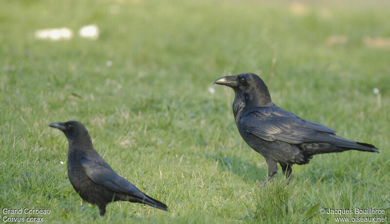 Grand Corbeau