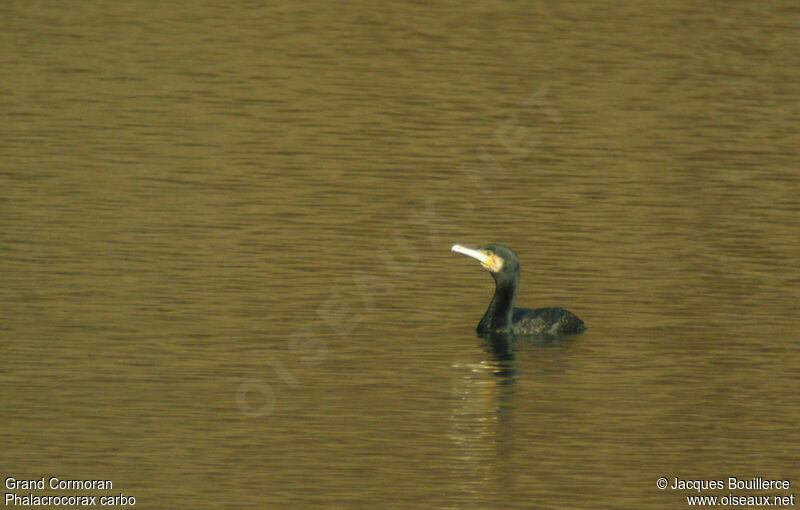 Great Cormorant