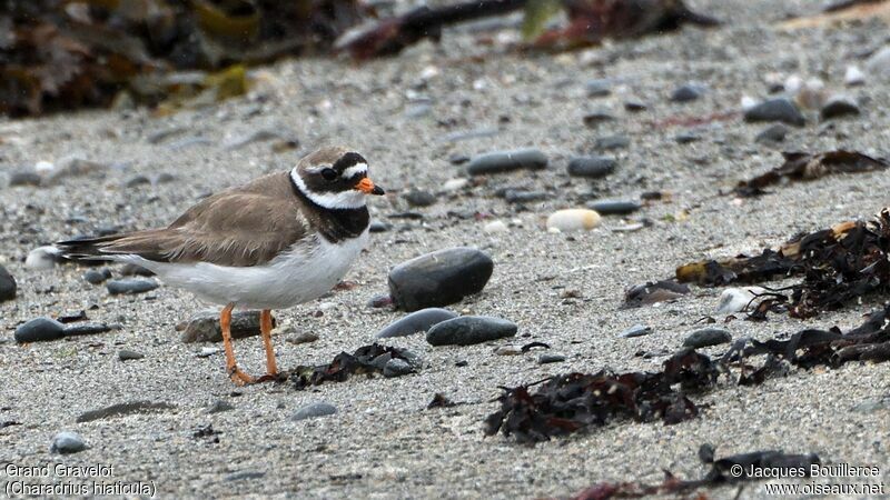 Common Ringed Plover