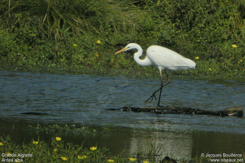 Great Egret