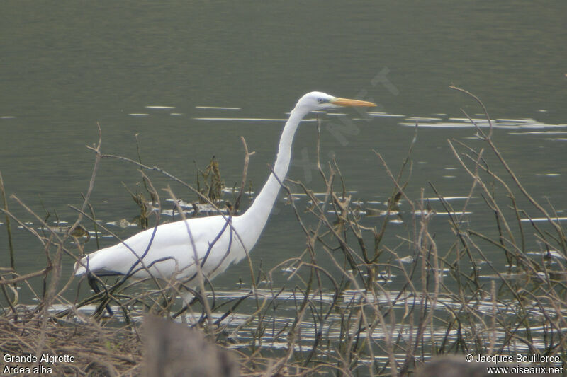 Grande Aigrette