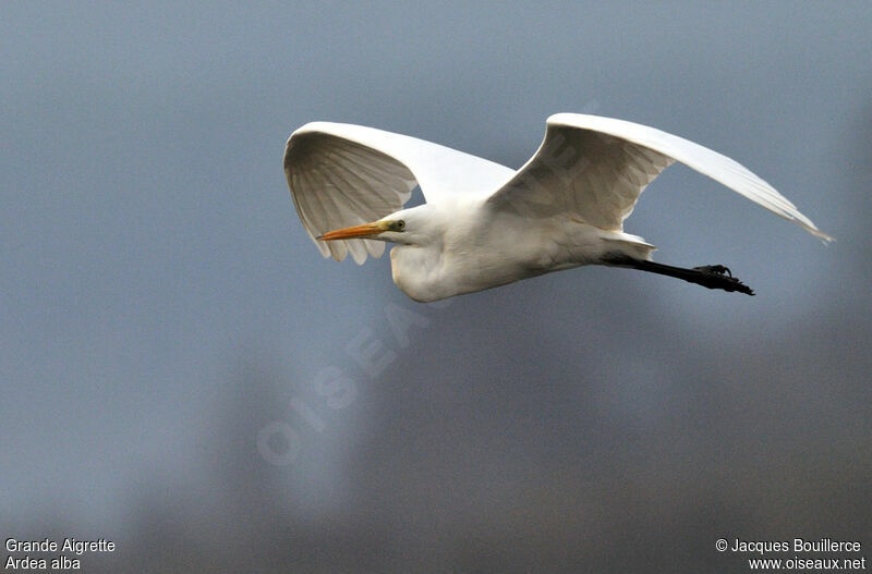 Grande Aigrette