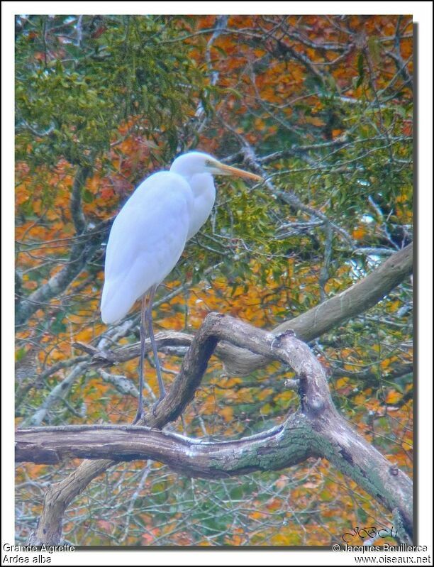 Grande Aigrette