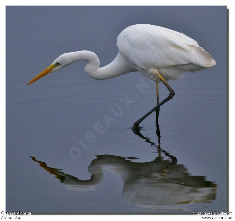 Grande Aigrette