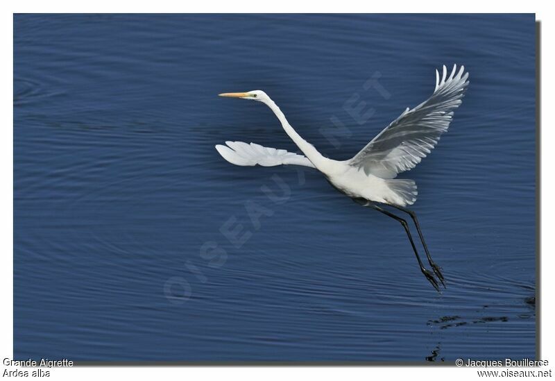 Grande Aigrette