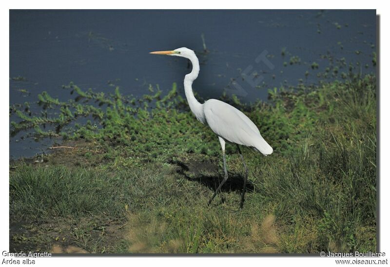 Grande Aigrette