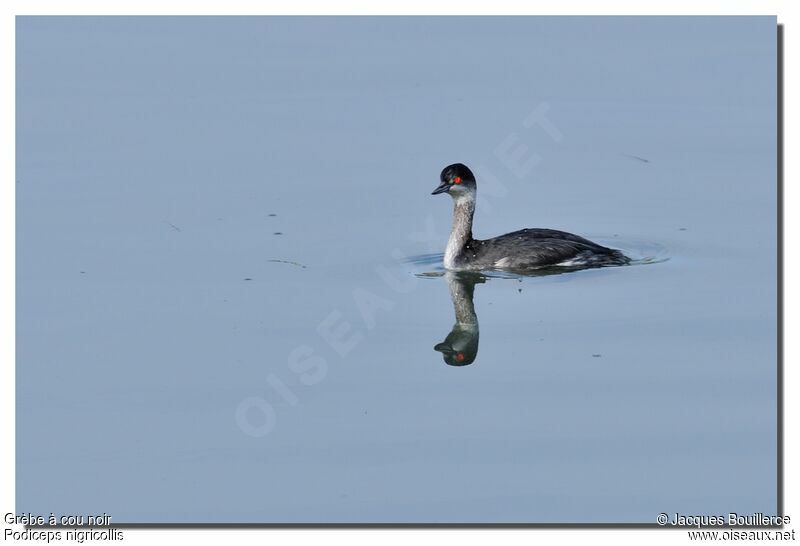 Black-necked GrebeSecond year, identification