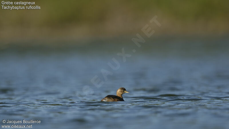 Little Grebe