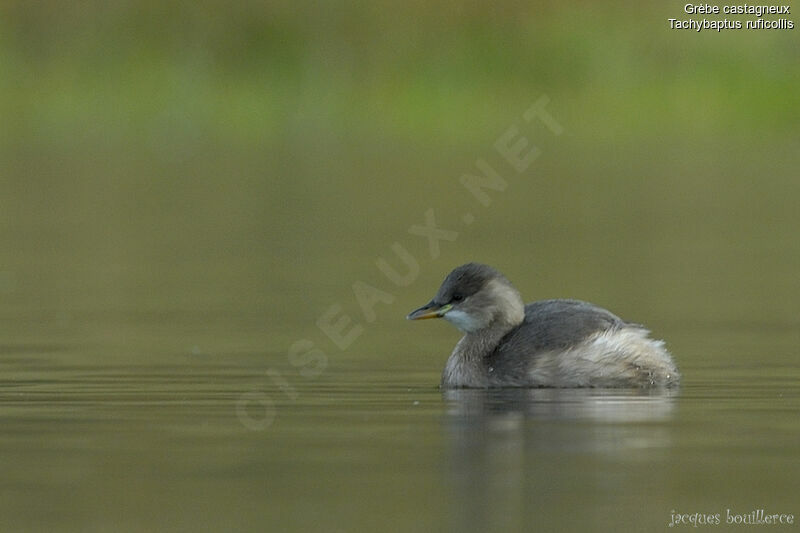 Little Grebe