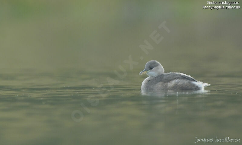 Little Grebe