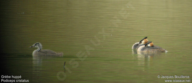 Great Crested Grebe 