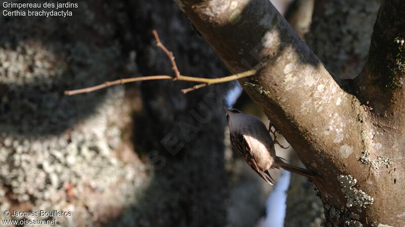 Short-toed Treecreeper