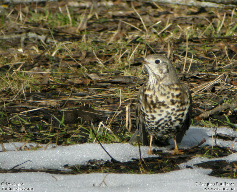 Mistle Thrush