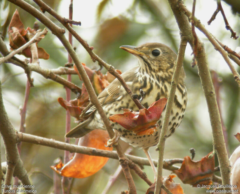 Song Thrush