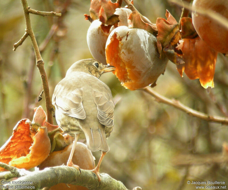 Song Thrush