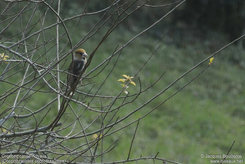 Hawfinch