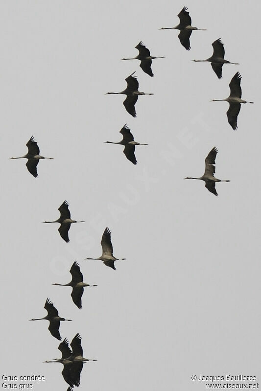 Common Crane