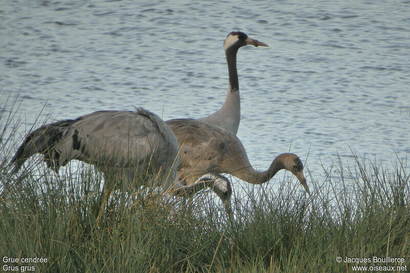 Grue cendrée juvénile