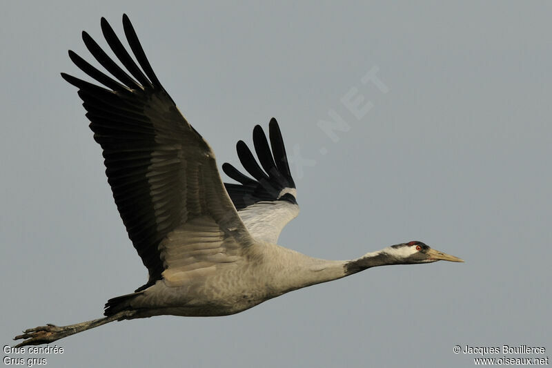 Common Craneadult