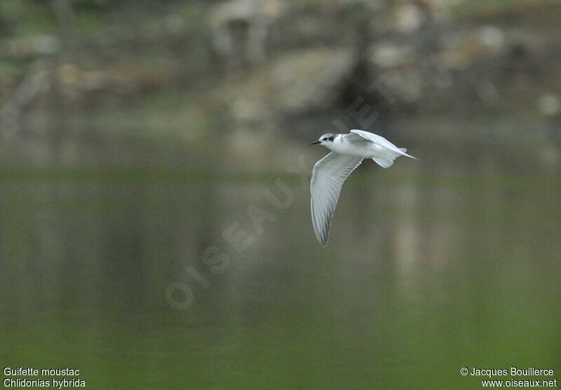 Whiskered Ternjuvenile