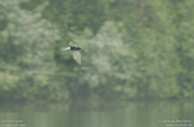 Black Tern