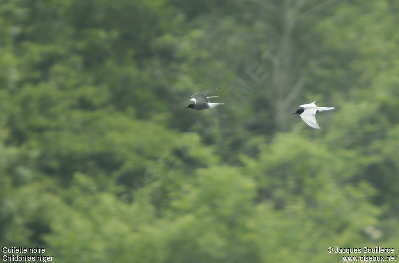 Black Tern