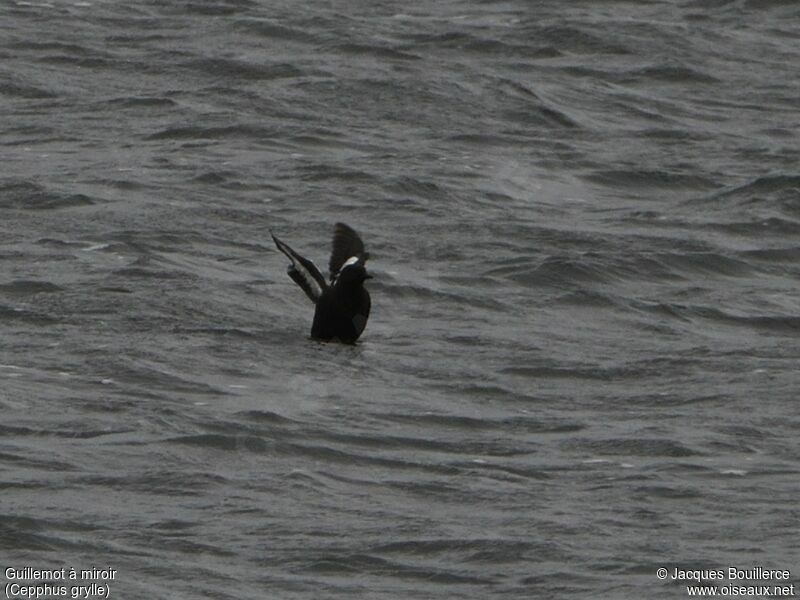 Guillemot à miroir