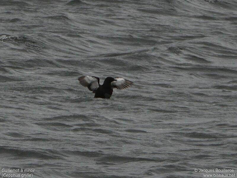 Guillemot à miroir