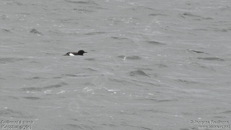 Black Guillemot