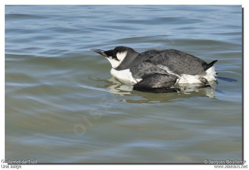 Common Murre