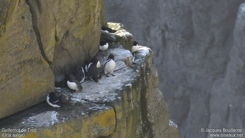 Guillemot de Troïl