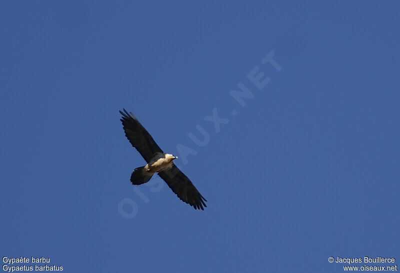 Bearded Vulture