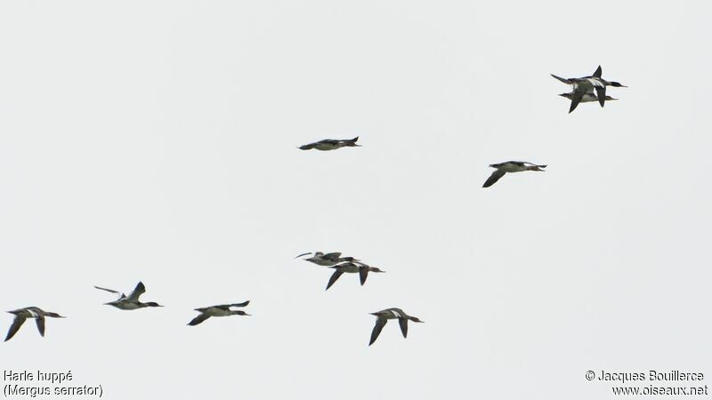 Red-breasted Merganser