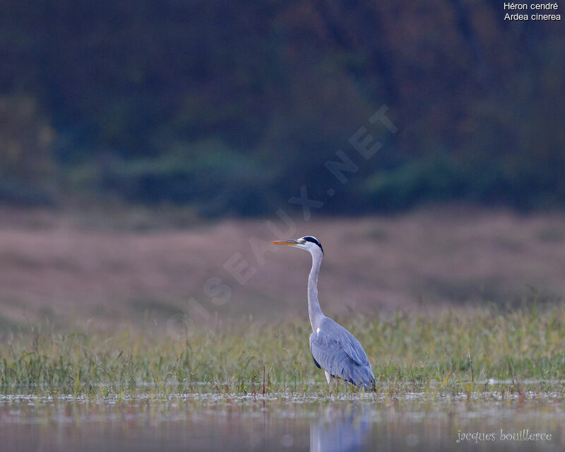 Grey Heron