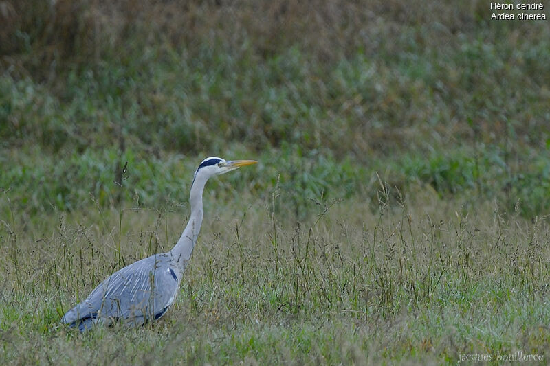 Grey Heron