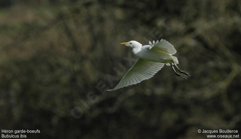 Western Cattle Egret