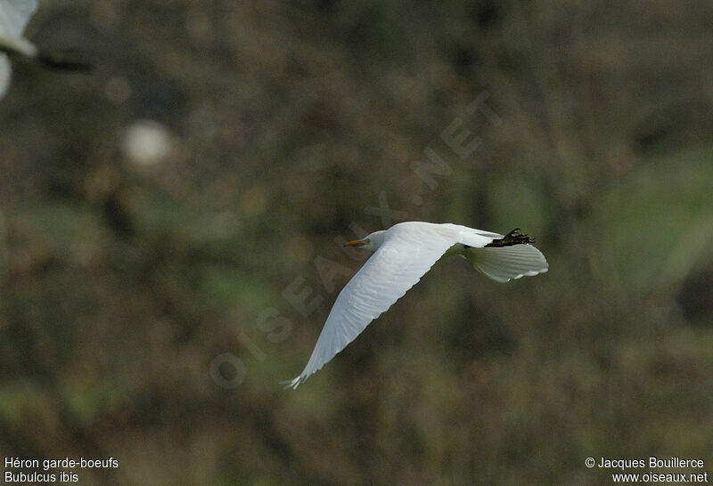 Western Cattle Egret