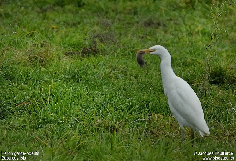 Western Cattle Egret