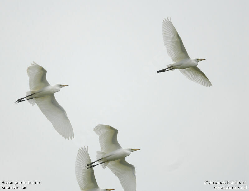 Western Cattle Egret