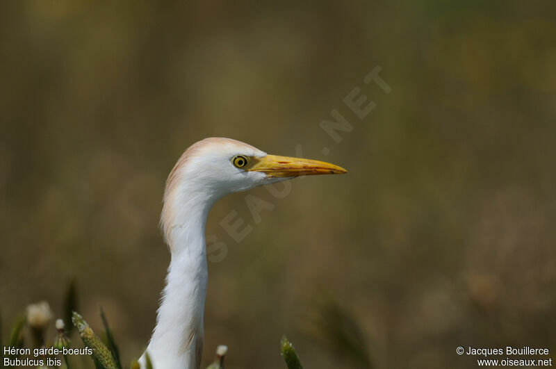 Western Cattle Egretadult breeding