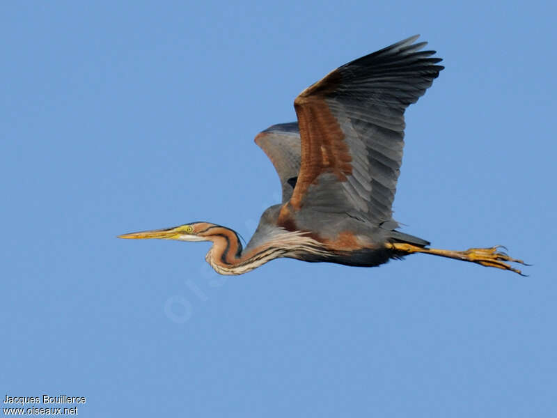 Purple Heronadult breeding, Flight