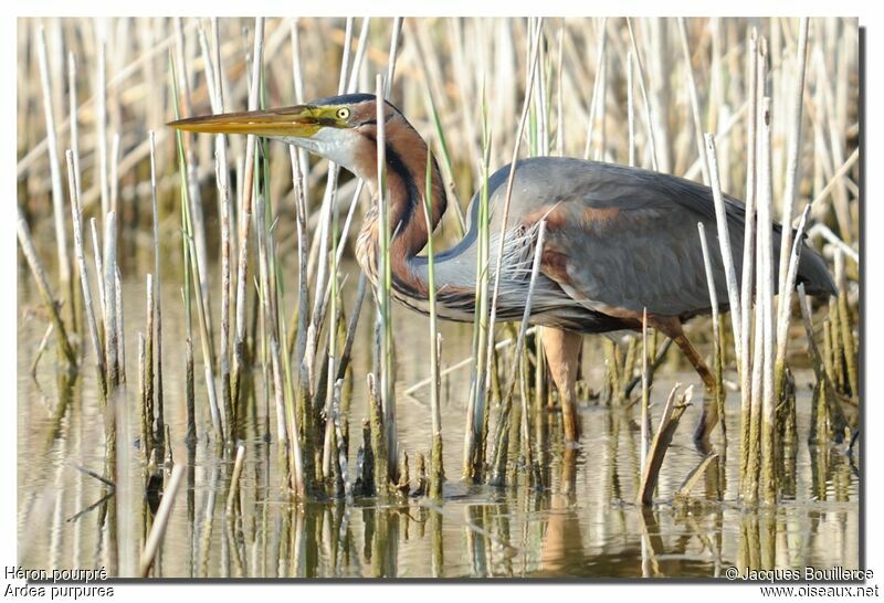 Purple Heron