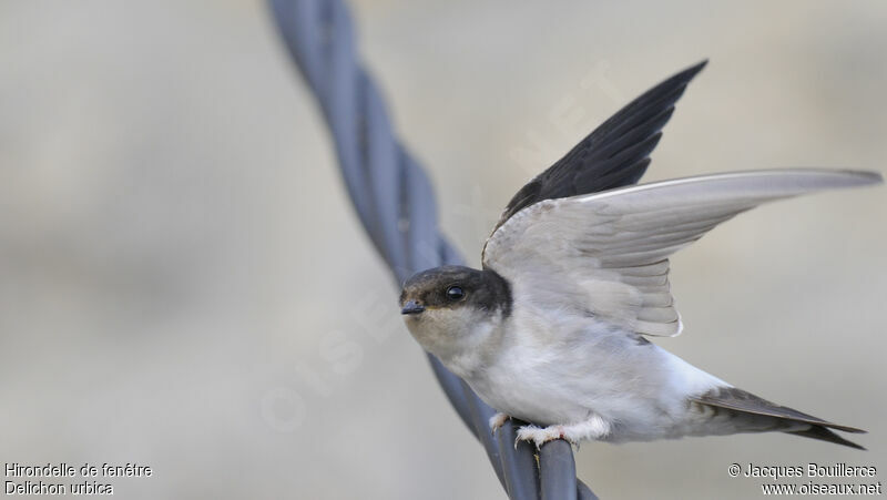 Western House Martin