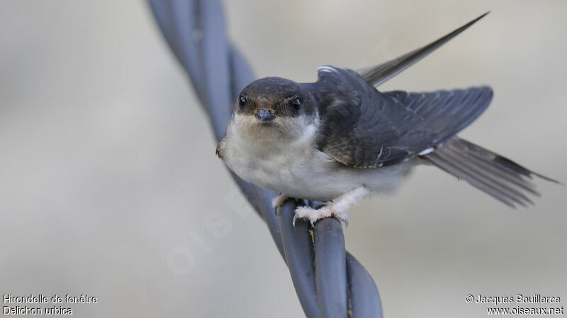 Western House Martin