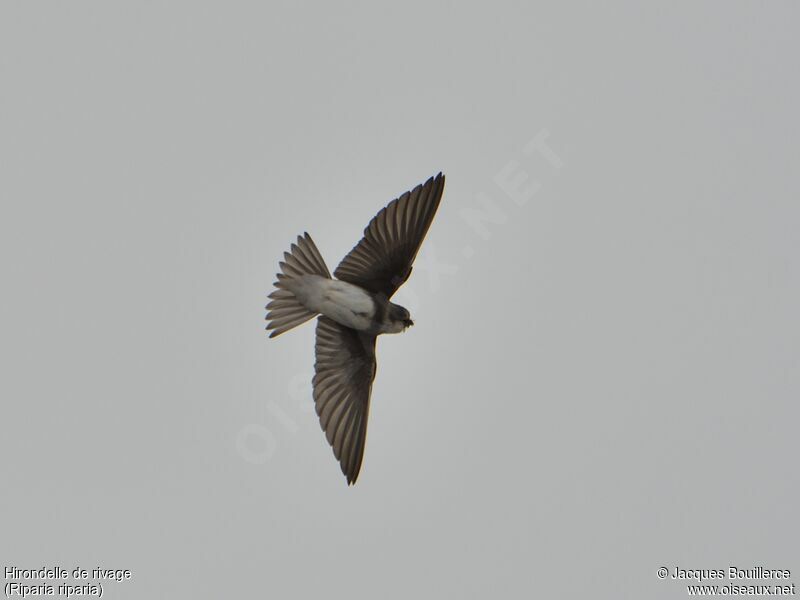 Sand Martin