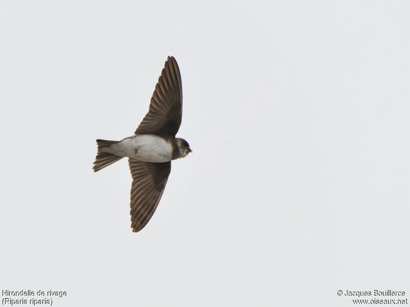 Sand Martin